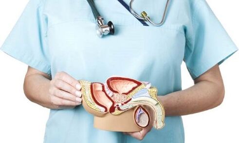 modelo do aparelho geniturinário masculino e tratamento da prostatite